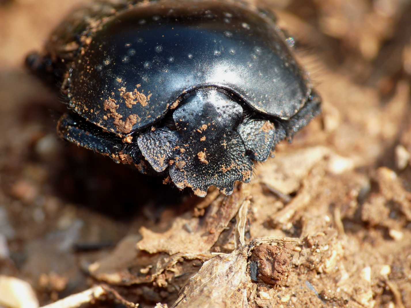 Scarabaeus laticollis